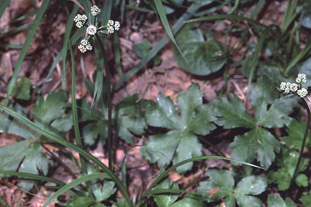 Sanicula europaea